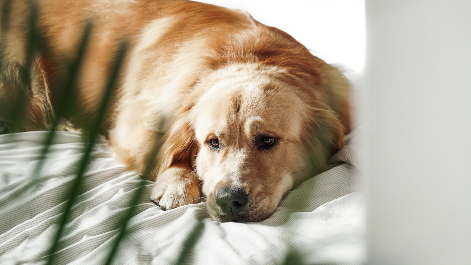 Overlooked yet simple! How your bed can improve your health