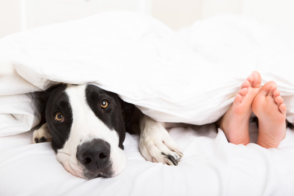 What you need to know about Microfiber Bedding